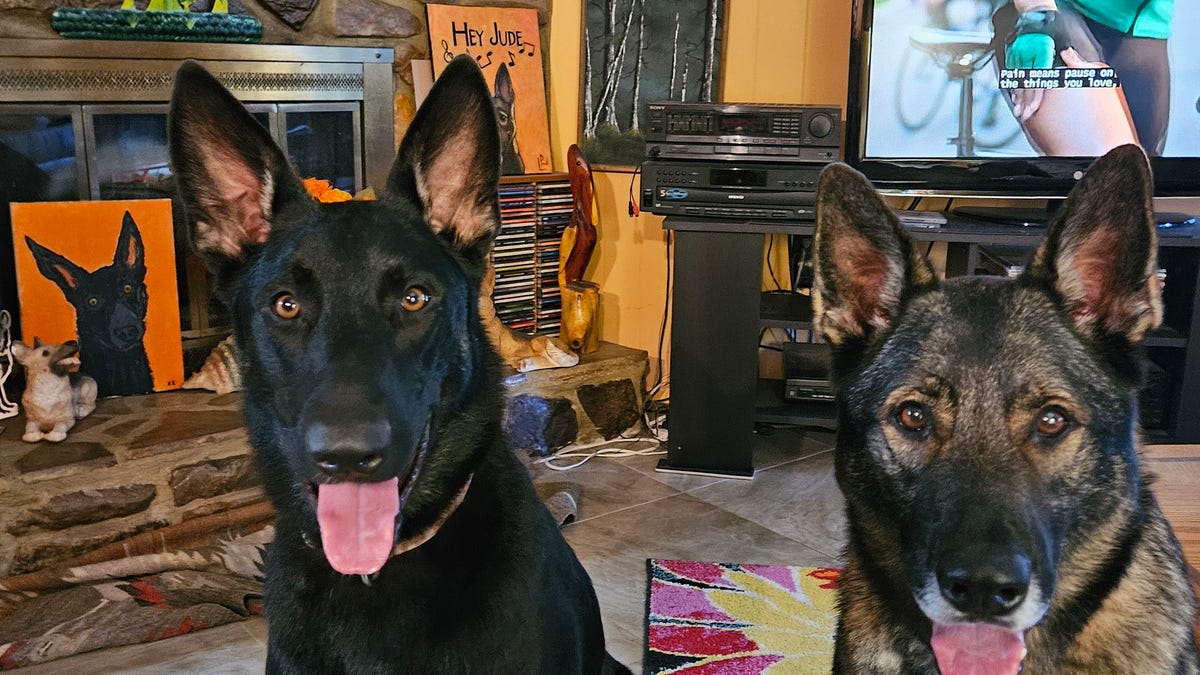 As pet care costs soar, insurance, subscription plans offer solutions As pet care costs soar, insurance, subscription plans offer solutions