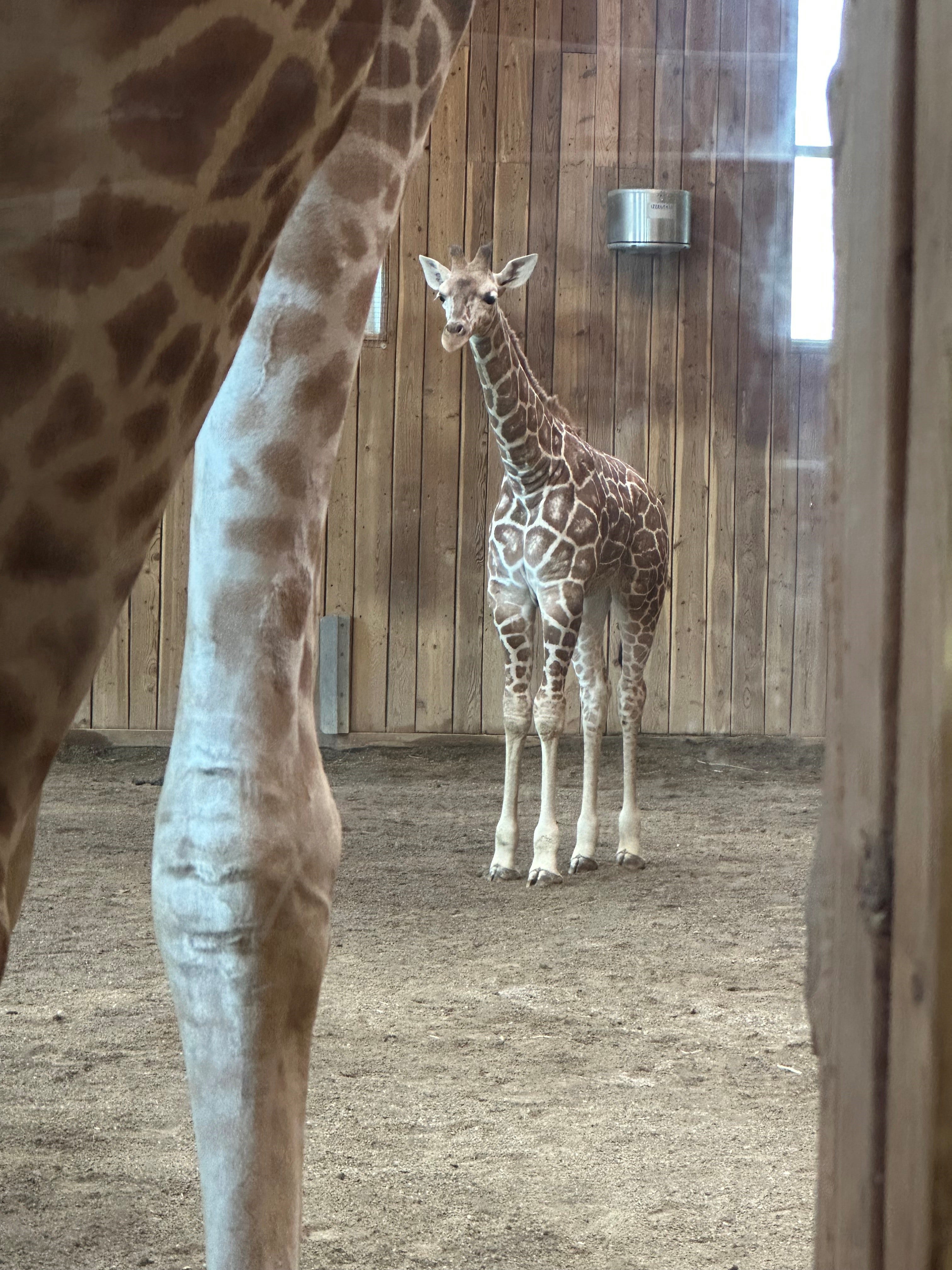 https://www.gannett-cdn.com/authoring/authoring-images/2026/02/20/PDTF/88775805007-giraffe-detroit-zoo.jpg?auto=webp&crop=3021,1699,x0,y738&format=pjpg&width=1200