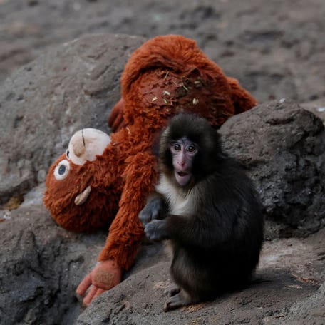 Punch, a baby macaque in Ichikawa City Zoo in Japan, was abandoned by his mother "as soon as he was born" on July 26, 2025, according to a translation of the zoo's website. Zoo staff raised him in her absence with the help of a stuffed orangutan, which Punch carries with him.
