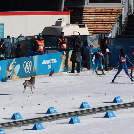 TOPSHOT - A wolfdog wanders on the ski trail during the women's team cross country free sprint qualification event of the Milano Cortina 2026 Winter Olympic Games at Tesero Cross-Country Skiing Stadium in Lago di Tesero (Val di Fiemme), on February 18, 2026. (Photo by Anne-Christine POUJOULAT / AFP via Getty Images)