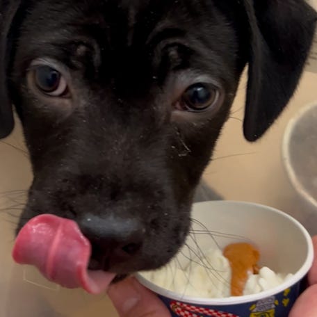 Dutch Bros worker surprised a Benton-Franklin Humane Society volunteer with pup cups for all the dogs!