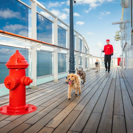 Dogs can go for walks on a special outside deck aboard Queen Mary 2.