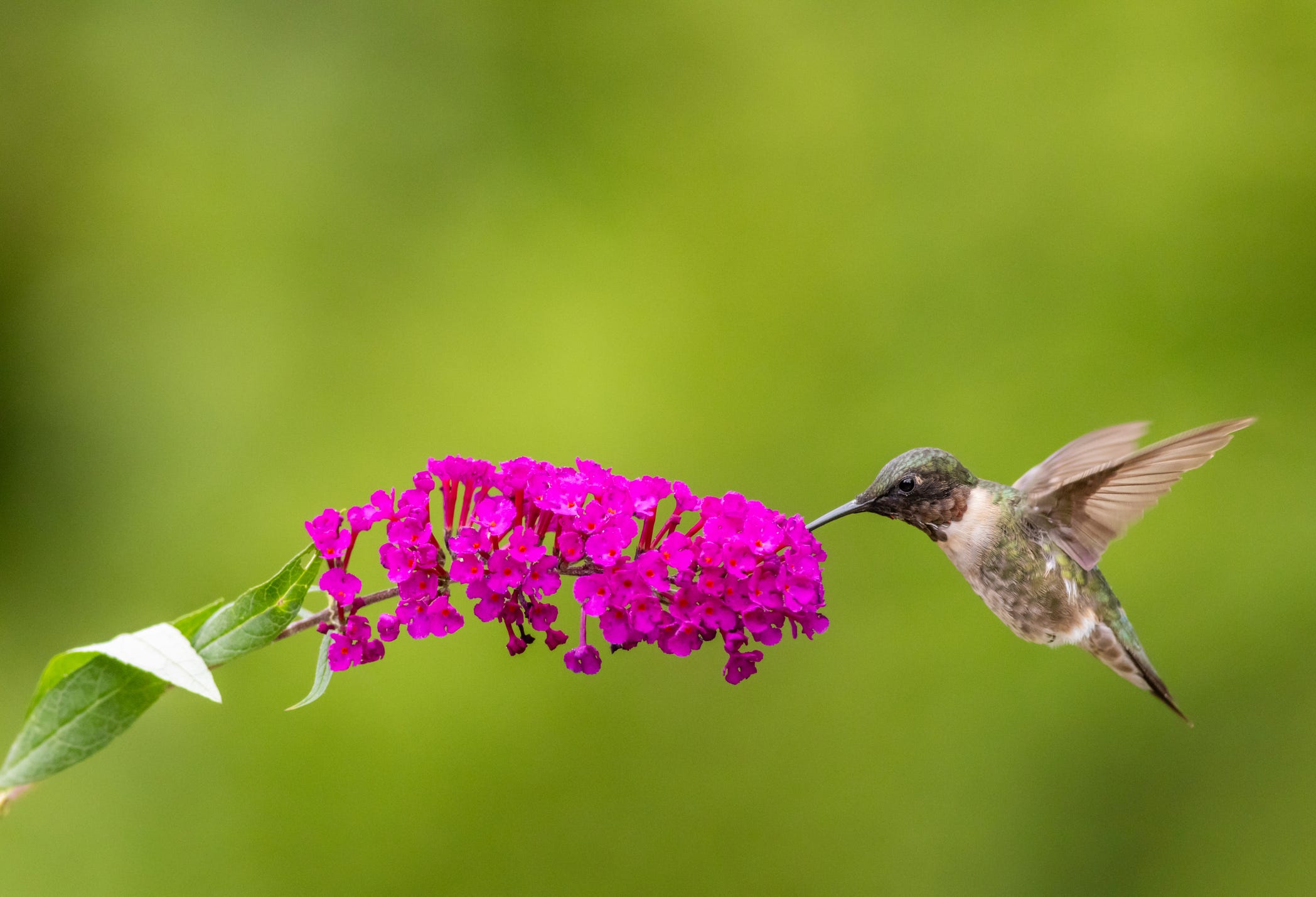 Hummingbirds to return to Illinois. What to know about the migration