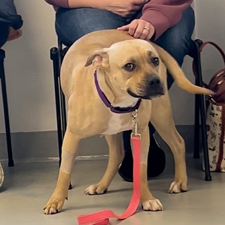 An animal shelter hosted a dog adoption event with a twist. See the instant "pet connections."