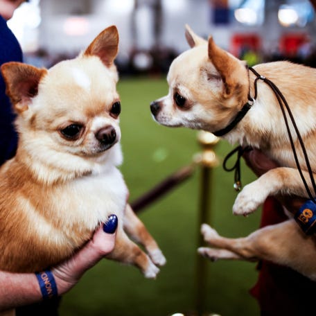Smooth-Coat Chihuahuas arrive to the judging area during the 150th Annual Westminster Kennel Club Dog Show at the Jacob Javits Convention Center in Manhattan in New York City, U.S., February 2, 2026. REUTERS/Eduardo Munoz