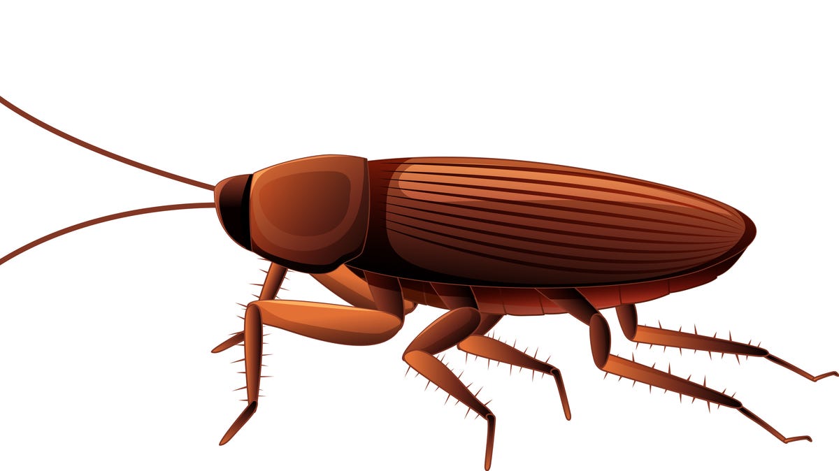 Cockroach illustration