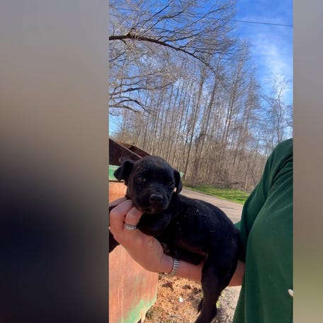 Lisa Reams, the founder of Saving Grace Animal Shelter in Yazoo City, Mississippi, rescued a seven-week-old puppy from the dumpster.