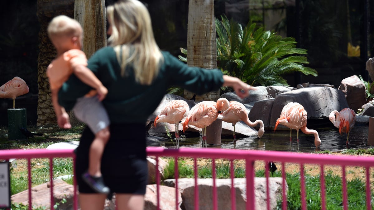 Man faces animal cruelty charges after allegedly injuring flamingo