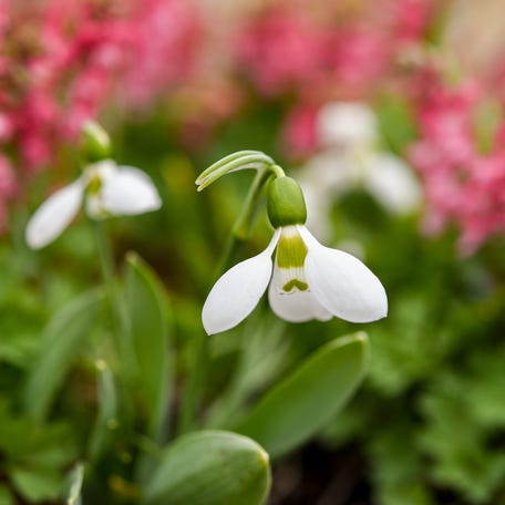 Snowdrops, like the one pictured in the foreground at New England Botanic Garden, are one of spring’s earliest blooming bulbs.