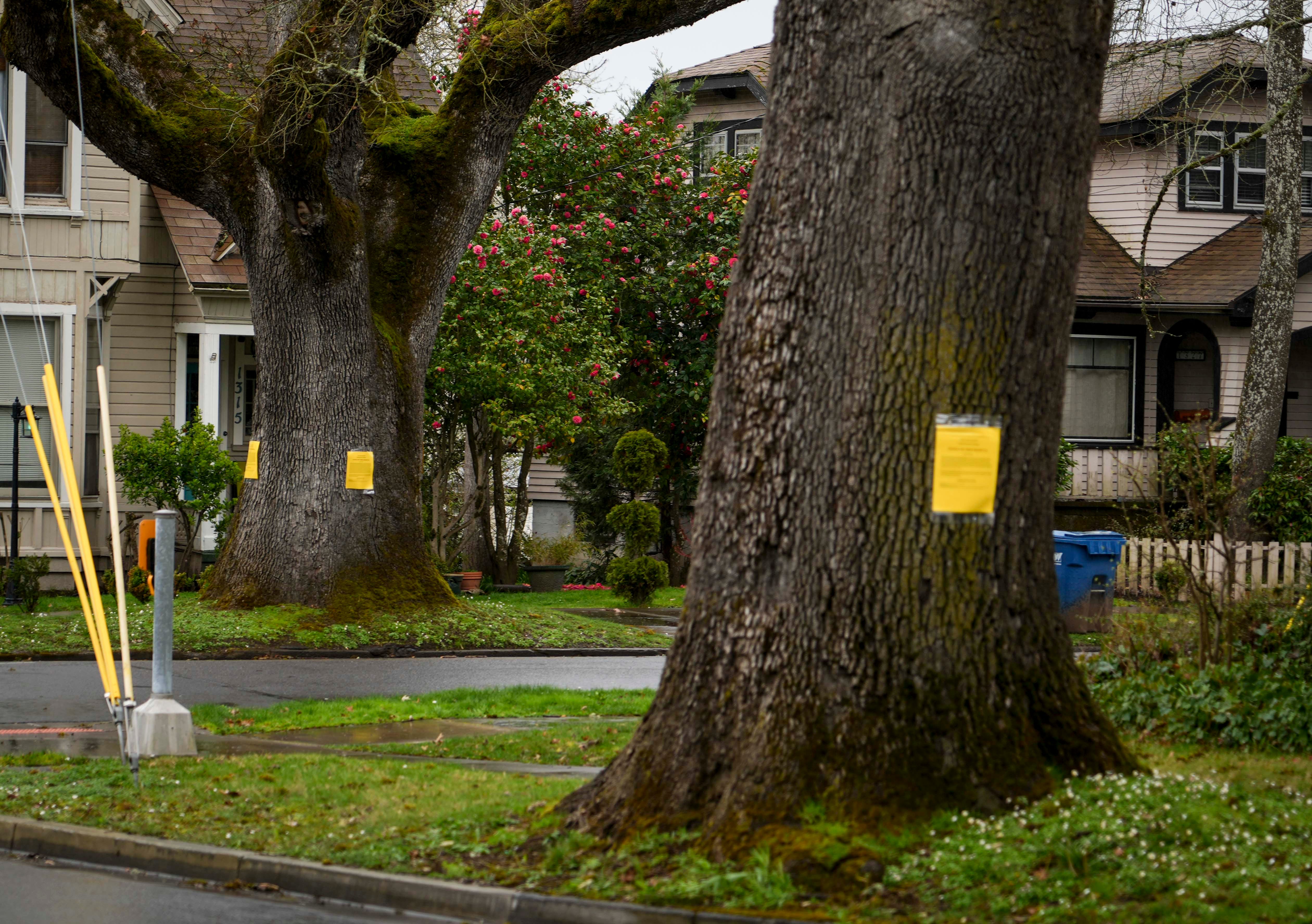 89109258007-trees-055.jpg?auto=webp&crop