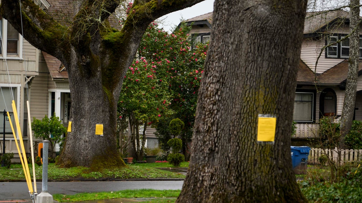 89109258007-trees-055.jpg?auto=webp&crop