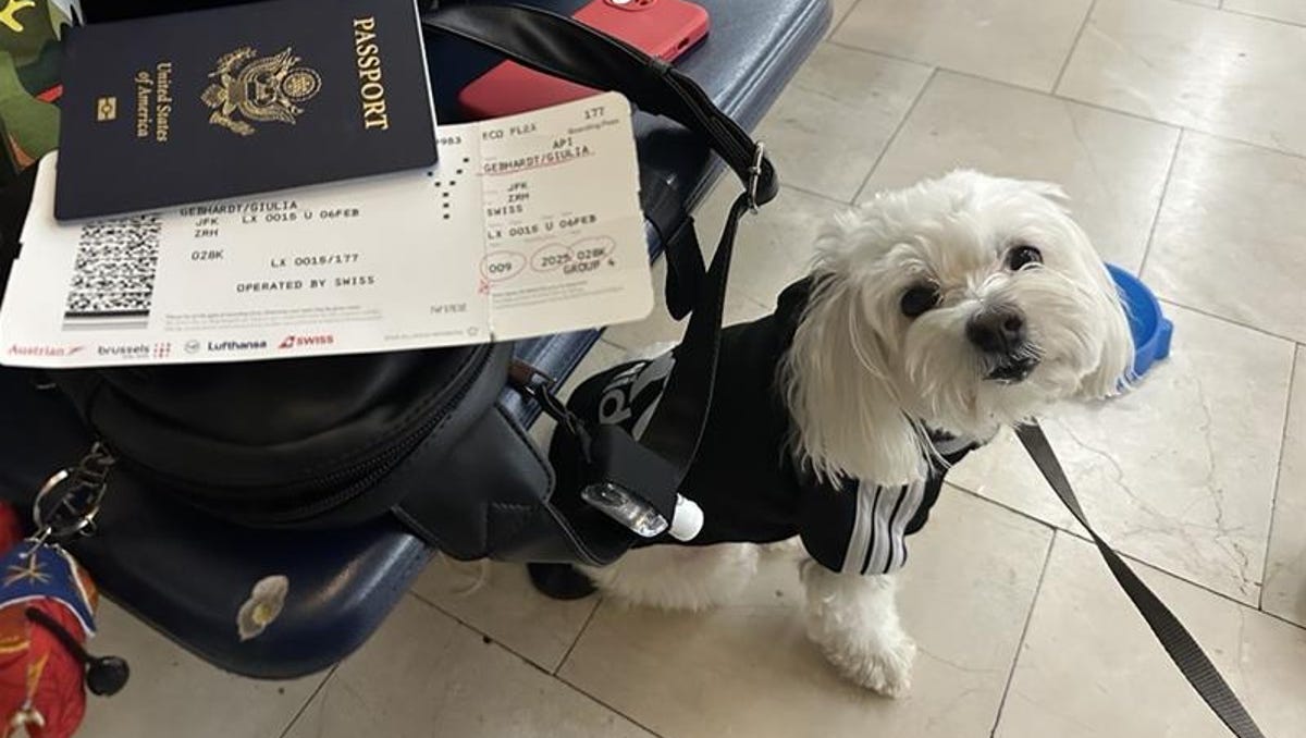 Can't fly with your pet? A 'flight nanny' might be the solution.