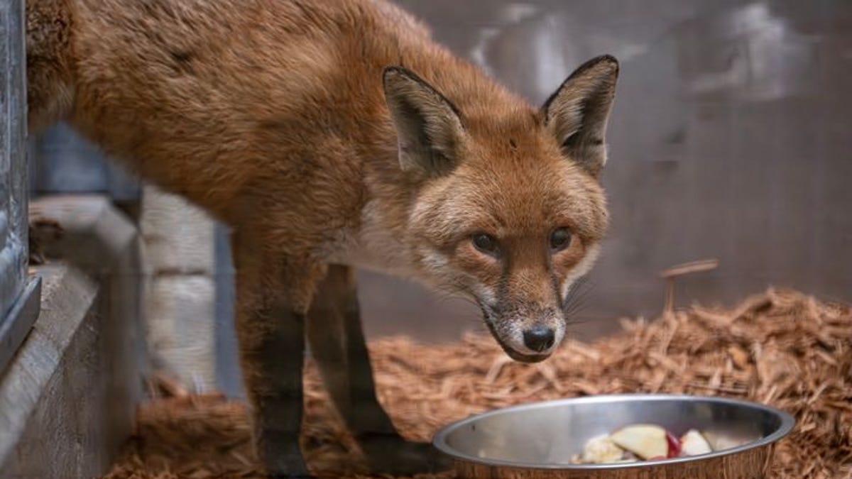 Red fox lands at Bronx Zoo after days at sea. Here's how he's doing.