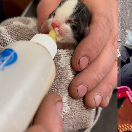See good Samaritans rescue tiny animals in need