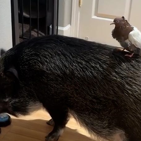 Mina Alali of Sacramento, California, introduces us to Merlin the Mini Vietnamese Potbelly pig who is becoming a viral sensation with his ability to communicate using buttons.