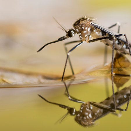 Mosquito in water