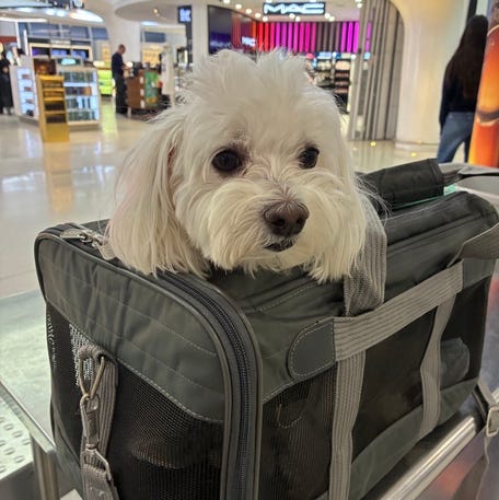 Cookie the dog gets ready to go to Switzerland with a pet nanny.