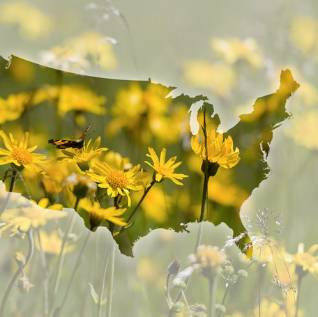 Allergies are getting worse as pollen seasons get longer and more intense.