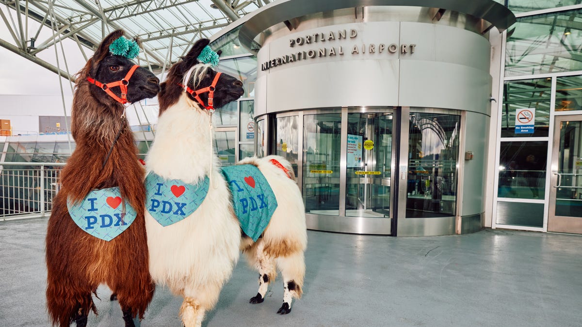 You could run into a llama at this US airport. Yes, you can pet them.