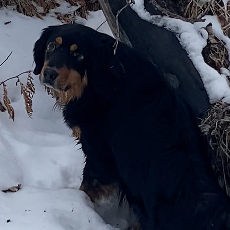 Bunsen and Beaker help rescue a dog from a frozen creek in Alberta, Canada by leading their owners to the lost, weakened pup.