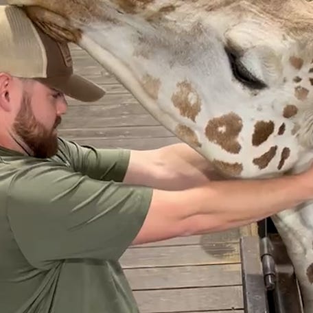 In Ardmore, Oklahoma, a giraffe with chewing issues had his neck adjusted by chiropractor Dr. Joren Whitley, who practices on humans and animals.