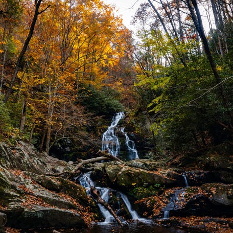 Fall leaves surround Spruce Flats Falls in the Tremont section of Great Smoky Mountains National Park near Townsend, Tenn., on Nov. 7, 2025.