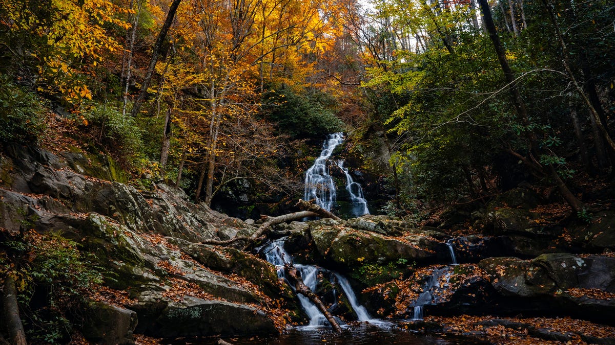 Fall leaves surround Spruce Flats Falls in the Tremont section of Great Smoky Mountains National Park near Townsend, Tenn., on Nov. 7, 2025.