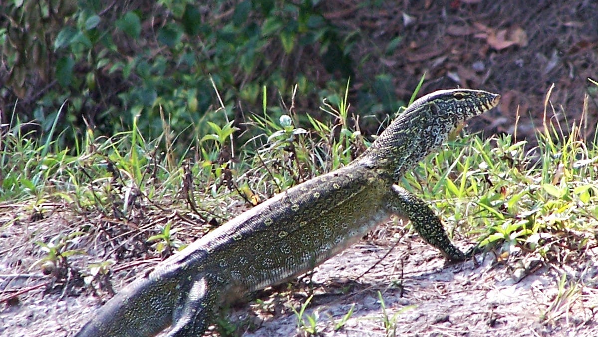 This invasive lizard in Florida is raising concerns. Here's why.