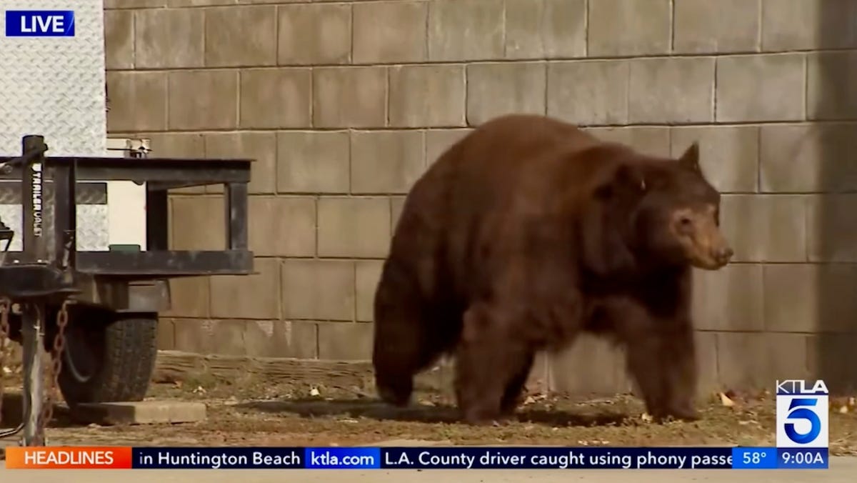 Oso aparece detrás de reportera de noticias de TV en informe en vivo sobre ataque de oso.