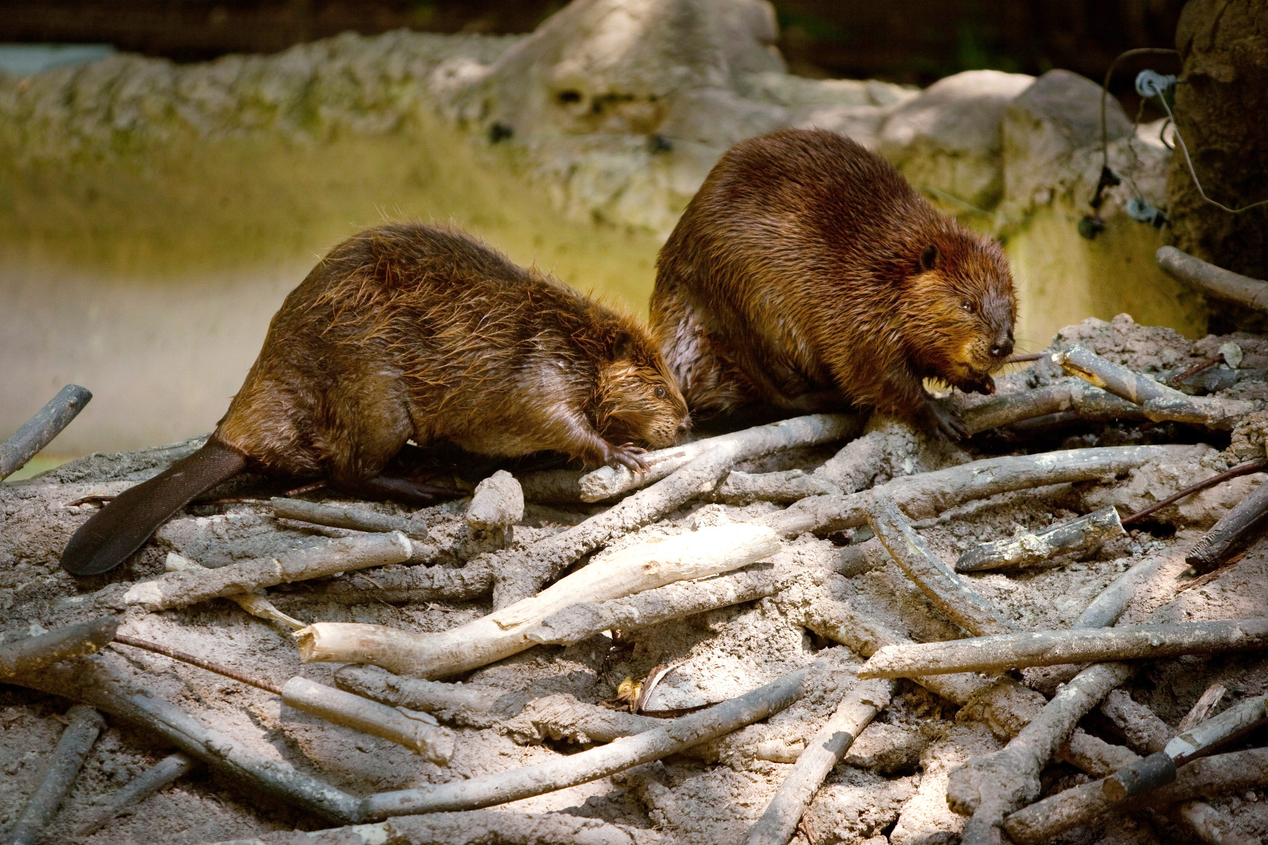 This first-of-its-kind study found beavers have a surprisingly efficient method of safely storing carbon dioxide.