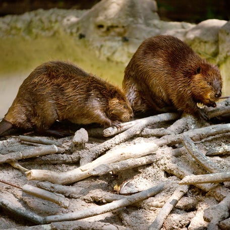 Two North American beavers check out a man-made beaver dam in the new beaver enclosure at the Smithsonian National Zoo August 29, 2012, in Washington, D.C. Wild beavers in Europe were part of a recent experiment to see how much carbon dioxide the animals could contain.