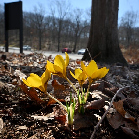 Crocus bloom at Green Hill Park on the first day of spring.