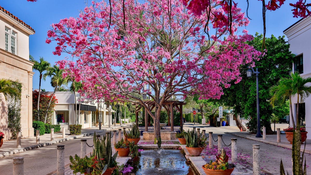 Syndication Palm Beach Daily News