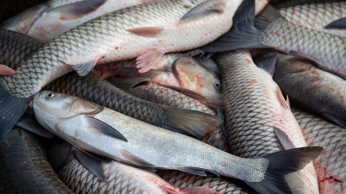 Worries grow about a 'violent and destructive' invasive fish