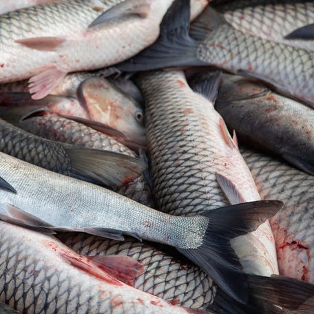 Silver carp and grass carp caught by Dave Buchanan and Clint Carter on the Illinois River in Chillicothe, Ill., Feb. 3, 2021.