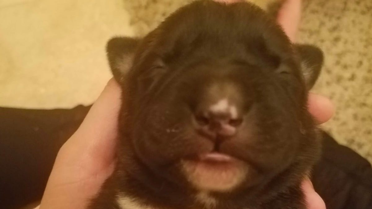 It's National Puppy Day, but every owner knows their dog will always be a puppy no matter how old they get.