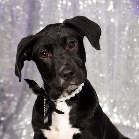 Lilly is a pit bull puppy, owned by Maurice White and Henrietta Wildsmith, who is part of the Robinson's Rescue 2022 Best in Sheaux homecoming court.
