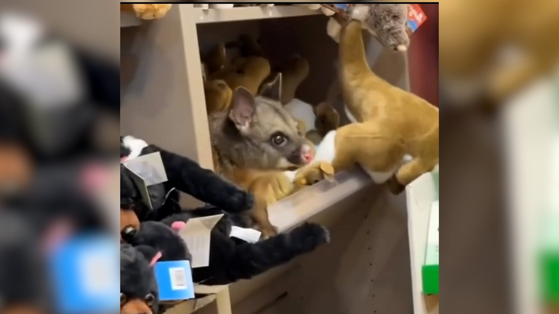 Possum spotted hiding in plain sight at Australian airport gift shop