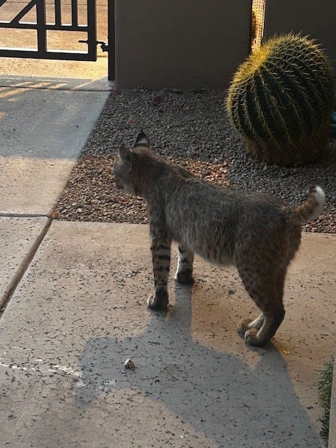 https://www.gannett-cdn.com/authoring/authoring-images/2026/03/24/PPHX/89296166007-a-bobcat-is-spotted-just-after-it-raided-a-gambels-quail-nest-in-north-scottsdale-on-march-16-2026-provided-by-cora-lee-douglas.jpg?auto=webp&crop=479,269,x0,y181&format=pjpg&width=1200