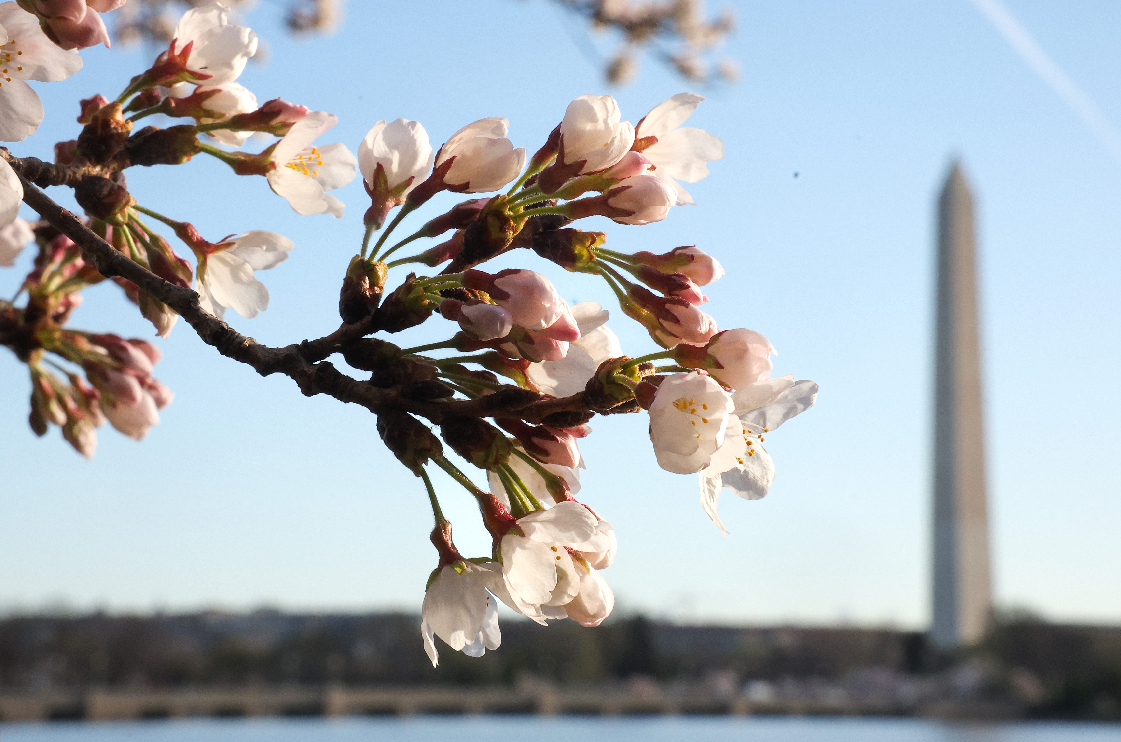 Cherry blossoms are peaking earlier. Map shows best places to view.