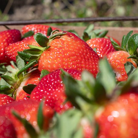 Strawberries were among the produce found to have most pesticide residue, according to the Environmental Working Group.