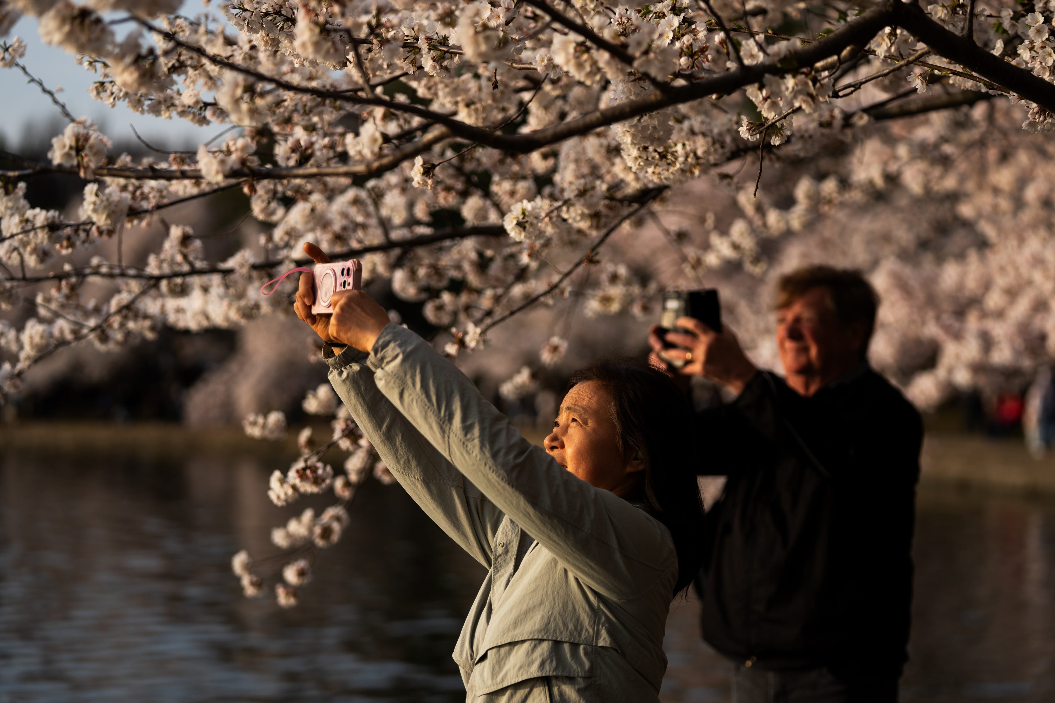 Spring in full bloom as cherry blossoms light up Washington DC