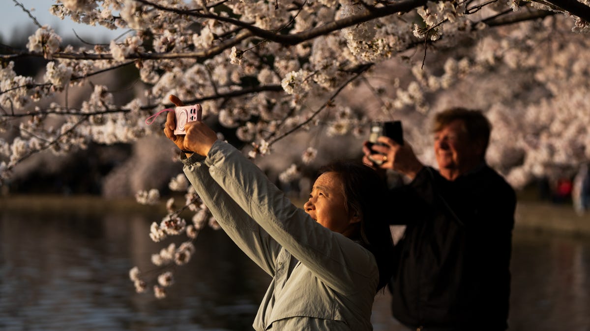 https://www.gannett-cdn.com/authoring/authoring-images/2026/03/26/USAT/89331687007-cherry-blossoms-washington-dc-001.jpg?crop=3597,2024,x3,y248&width=1200