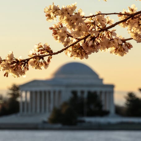 Cherry blossoms bloom along the Tidal Basin near the Jefferson Memorial on March 24, 2026, in Washington, DC.