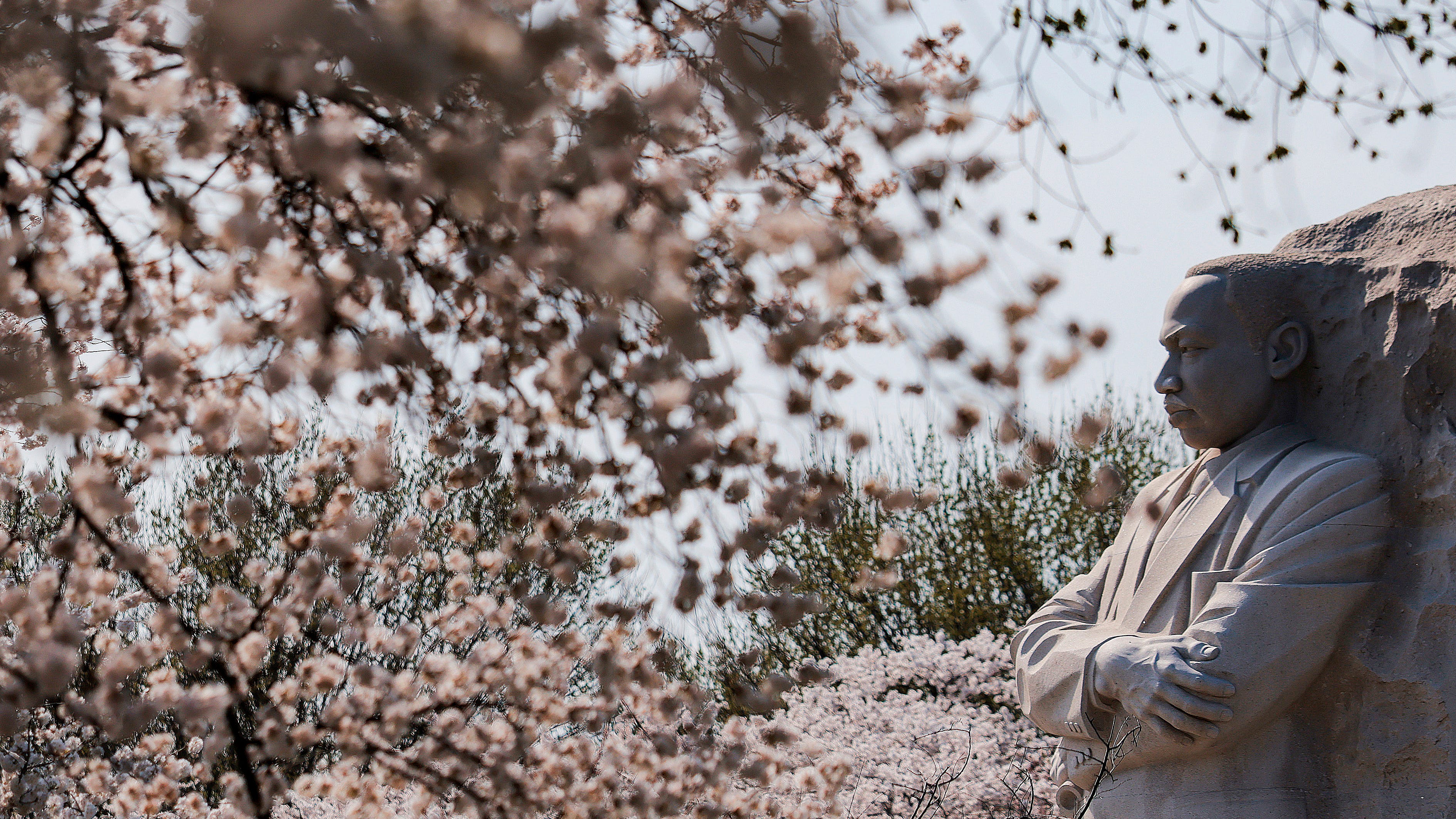 Festival de los Cerezos en Flor de Fairhaven celebra amistad única con Japón