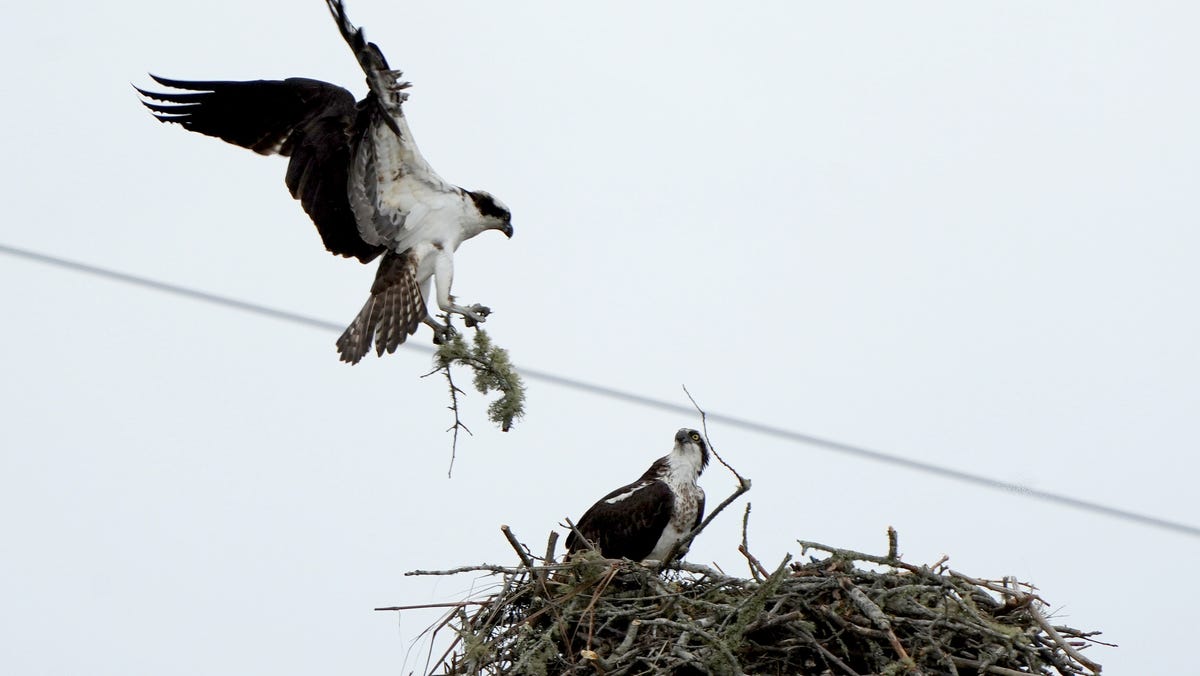 A pair of osprey have returned to their summer nest at Putnam Farm Conservation Area in Orleans, Massachusetts. See them build a home.