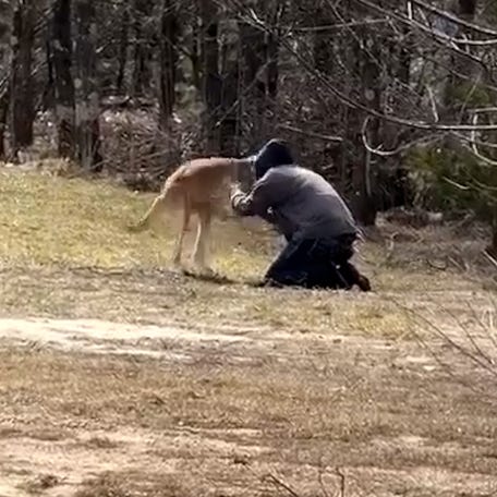 Watch the moment a missing kangaroo is found safe thumb