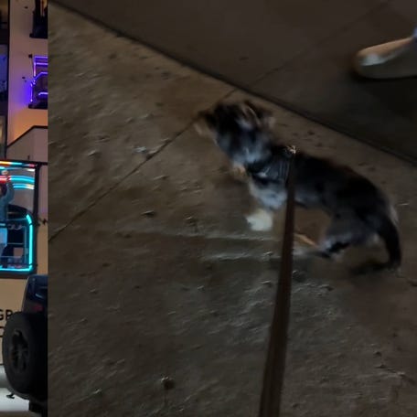 This bachelorette party's favorite guest has four legs.