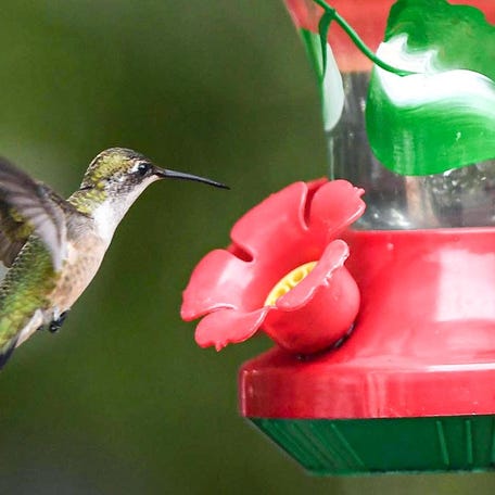 A ruby-throated hummingbird (Polistes rubiginosis) near a feeder in Anderson, S.C.