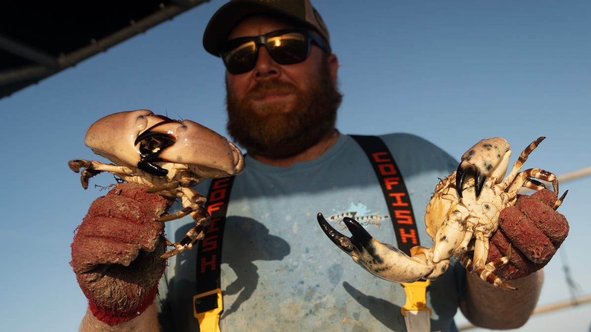 Crabbers wrapping up season as mega colossal claws reach $108 a pound